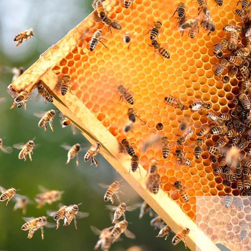 Deep Brood Beehive Frames with Wax Foundation,10 Pack Honey Bee Frames with 100%