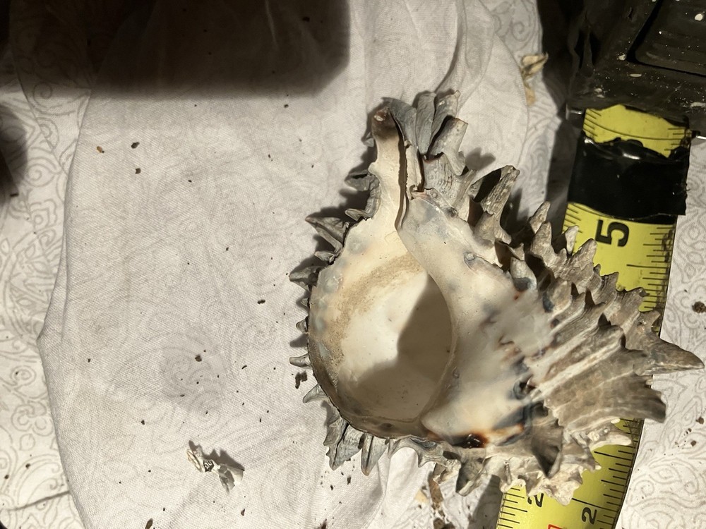Sea Shell Lot 3 Nice Shells
