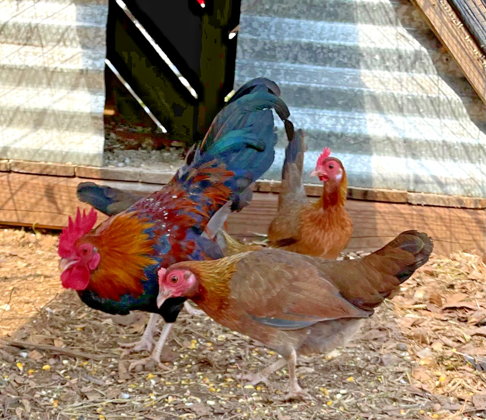 BB Red Bantam hatching eggs 6+1