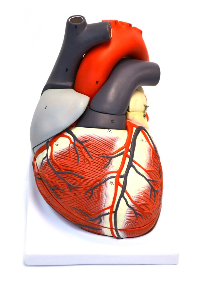 Eisco Labs Giant Human Heart Model