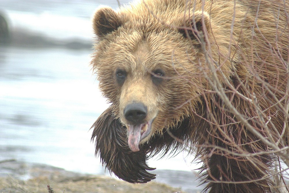 Brown Bear Taxidermy Reference Photo Cd
