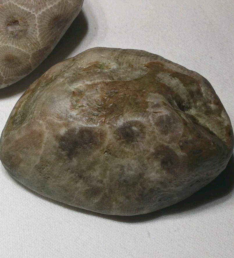 Natural Michigan Petoskey Stones • 4pc Unploshed • Great Lakes Fossil Coral