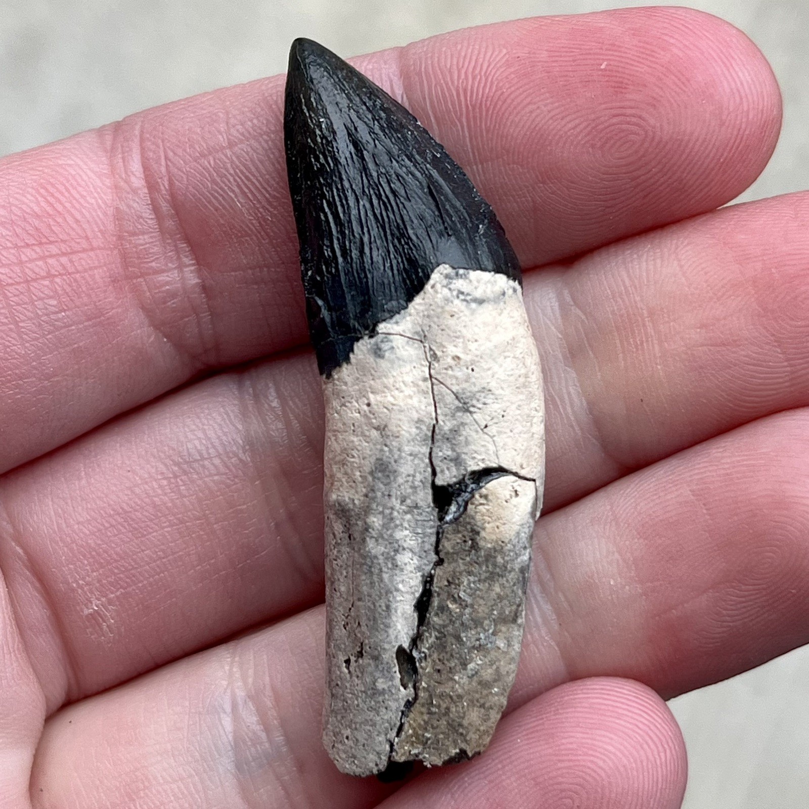 Ankylorhiza Tooth Fossil - Summerville SC - Marine Mammal