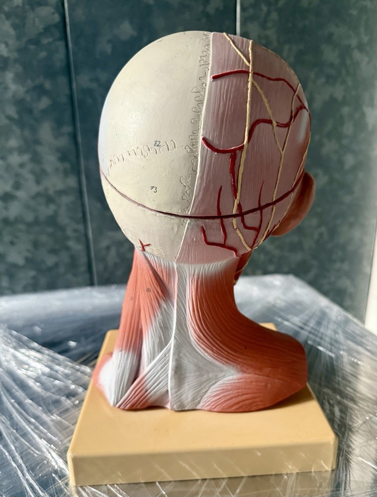 Head Model with Muscles & Vessels