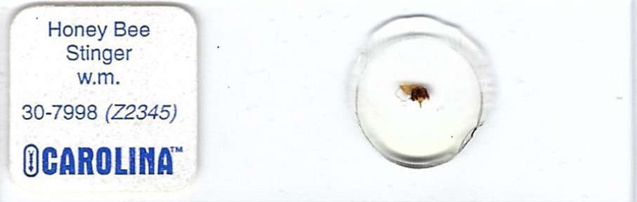 Honey Bee Stinger w.m. Microscope Slide