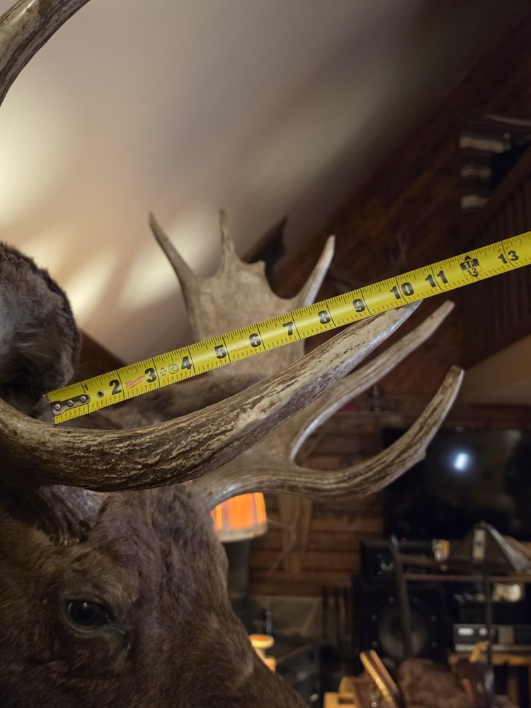 Large Utah Shoulder Mount Bull Moose Head