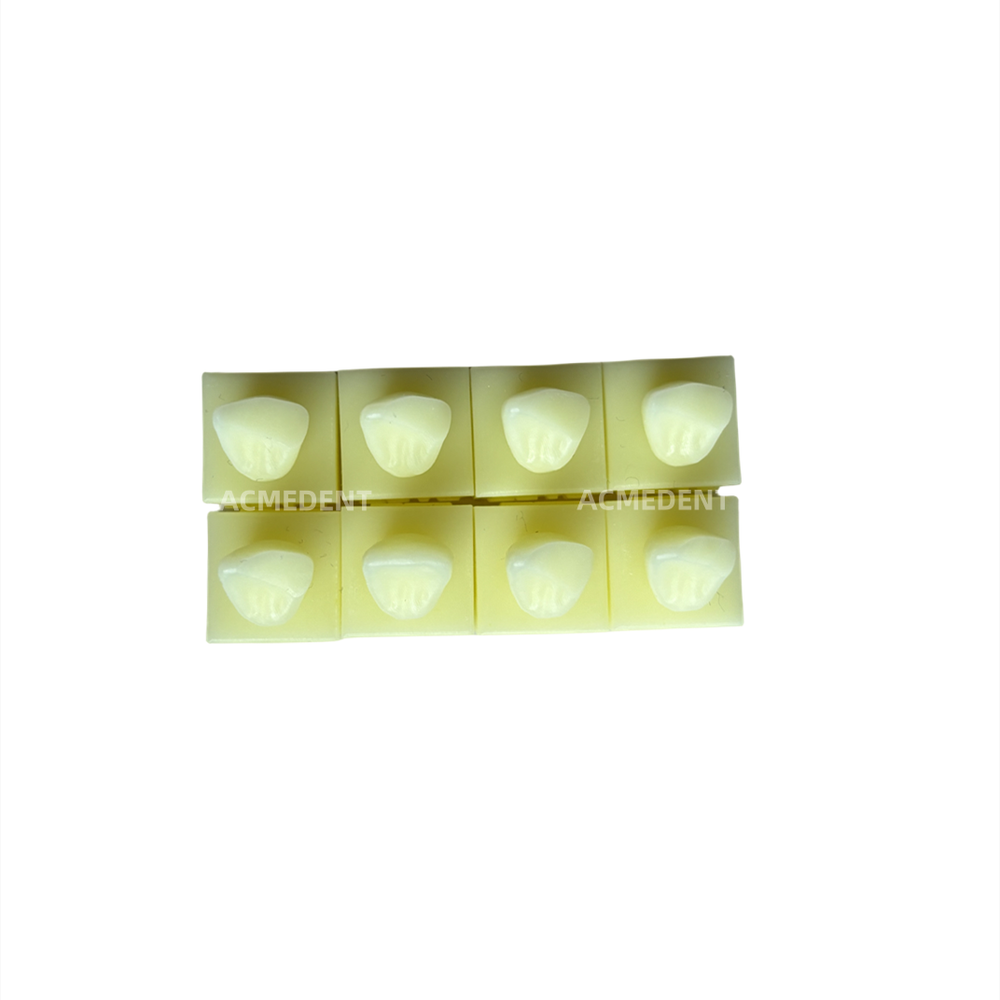 Dental Caries Decay Teeth Model Tooth Simulate Class Ⅱ Resin Restore Template