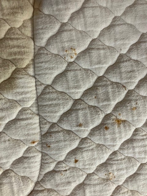 ENGLISH GIRTH AND SADDLE PAD