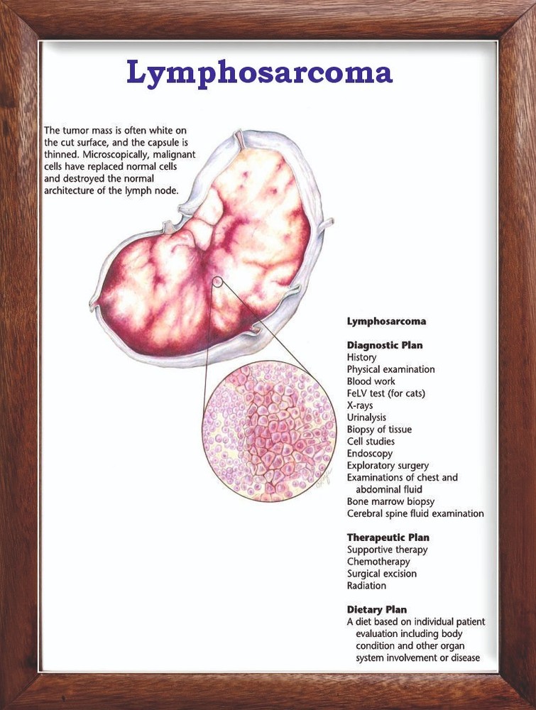 Lymphosarcoma Chart 12x18 inches