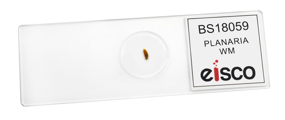 Planaria, WM - Prepared Microscope Slide - 75x25mm - Eisco Labs