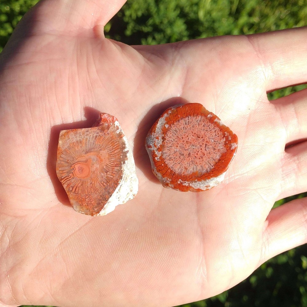 Fossilized Red Horn Coral Slices