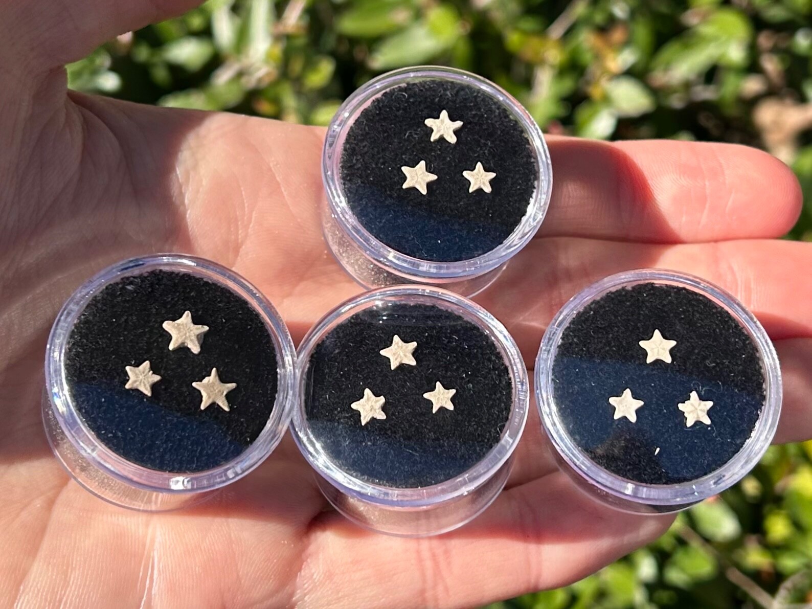 Utah Fossil Star Crinoids in Case ONE PER PURCHASE Pentacrinus Jurassic Age