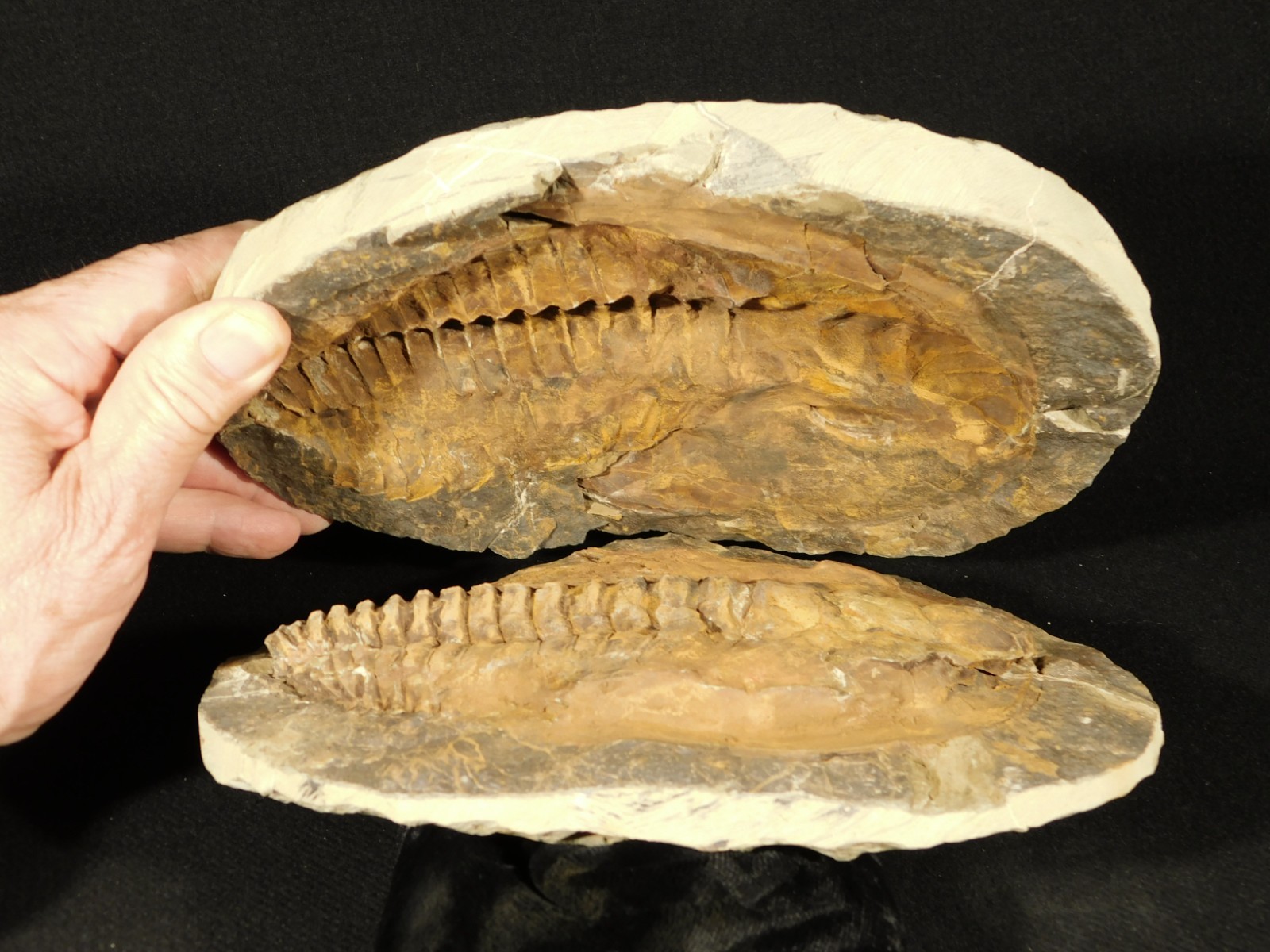 HUGE! 530 Million Year OLD! Andalusiana Trilobite Fossil Anif Morocco 3933gr