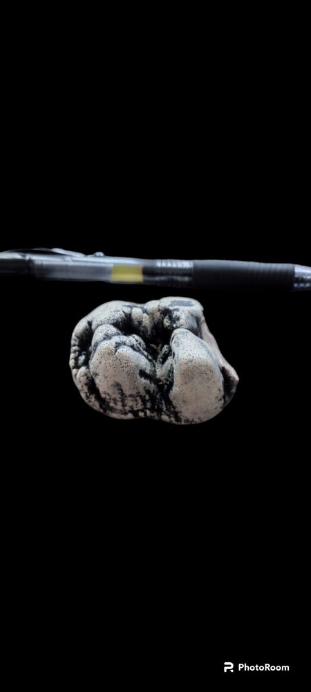 Gomphotherium shed Molar crown cast replica.