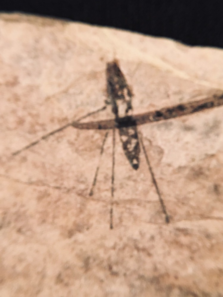 Water Strider, true bug from Canada