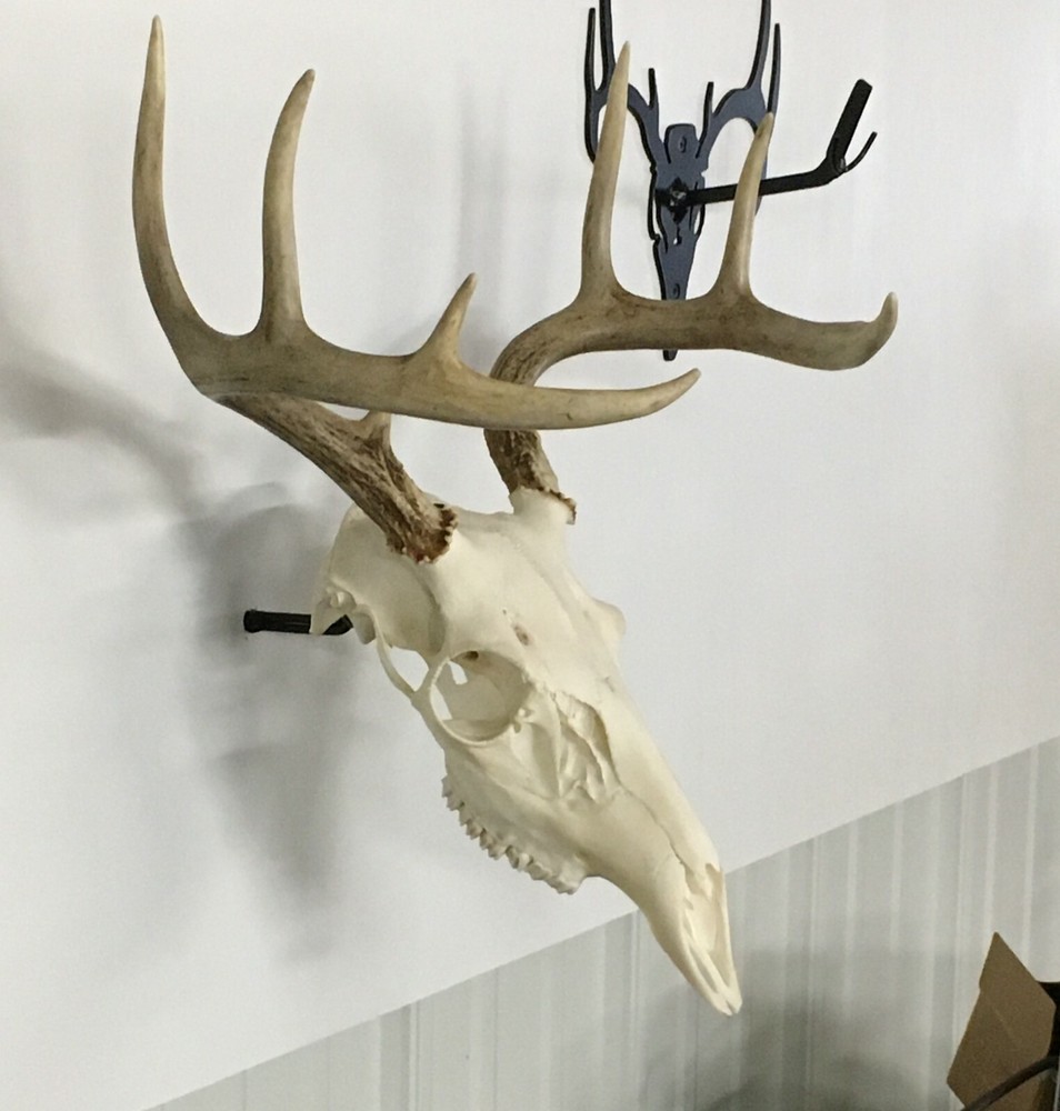 European Deer Mounting System