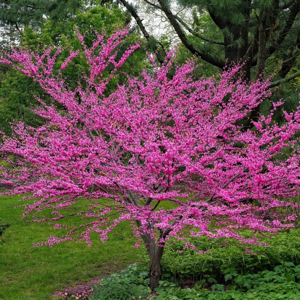 1 Eastern Redbud Tree Cercis canadensis 12-24" Tall