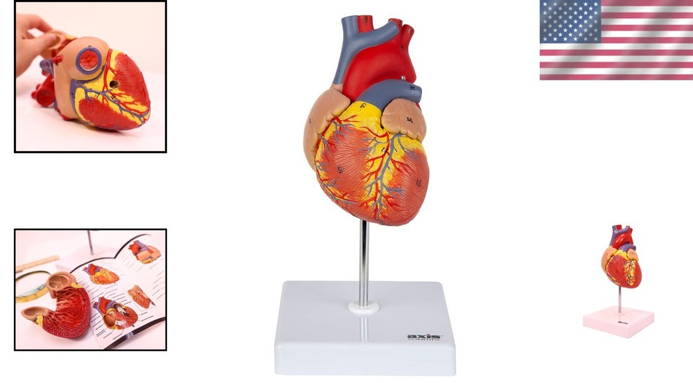 Lifelike Human Heart Model - Educational Kit
