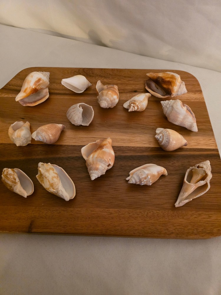 Ocean Seashell Lot - Estate Find
