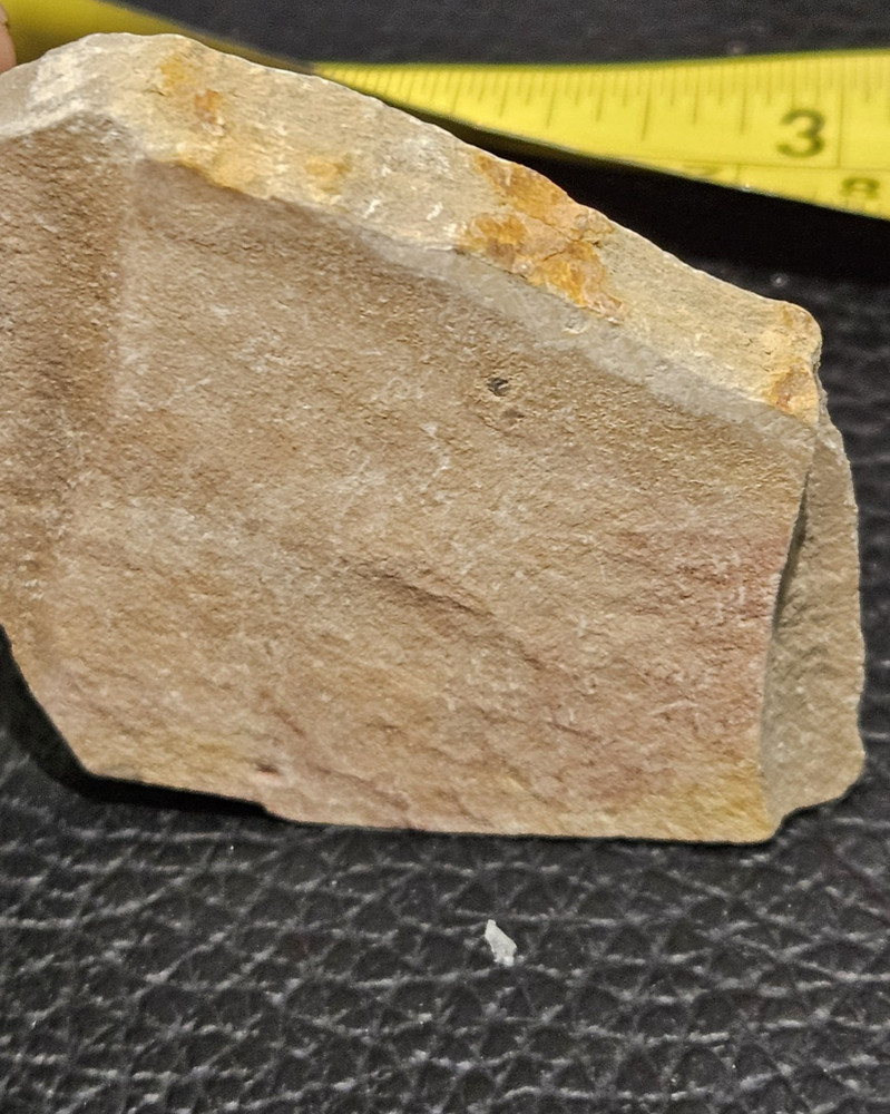 TRILOBITE FOSSIL. VERY NICE