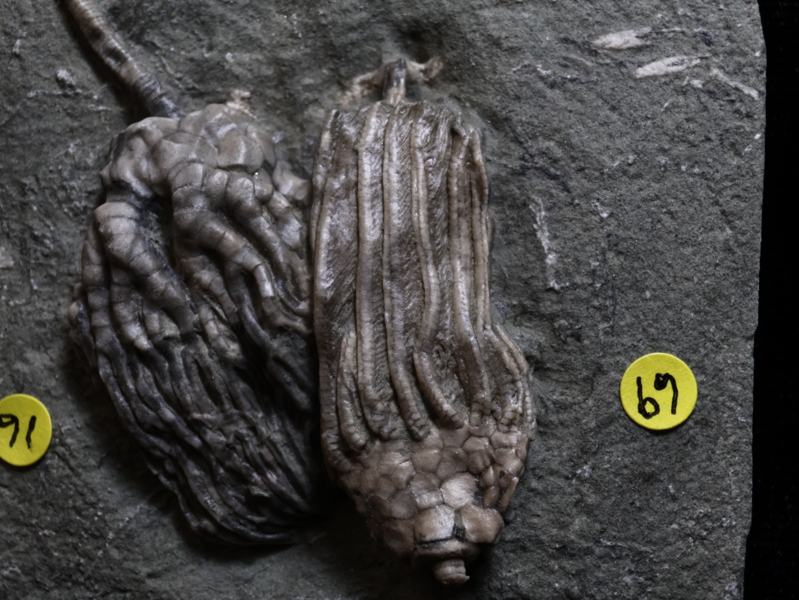 Expertly Prepared Fossil Crinoids, Crawfordsville, IN