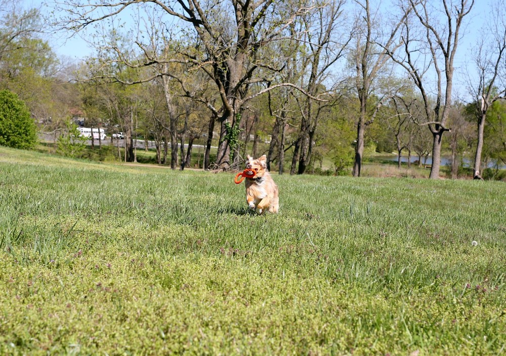 Double Ring Toy TPR Rope Combo Durable Interactive Fetch For Aggressive