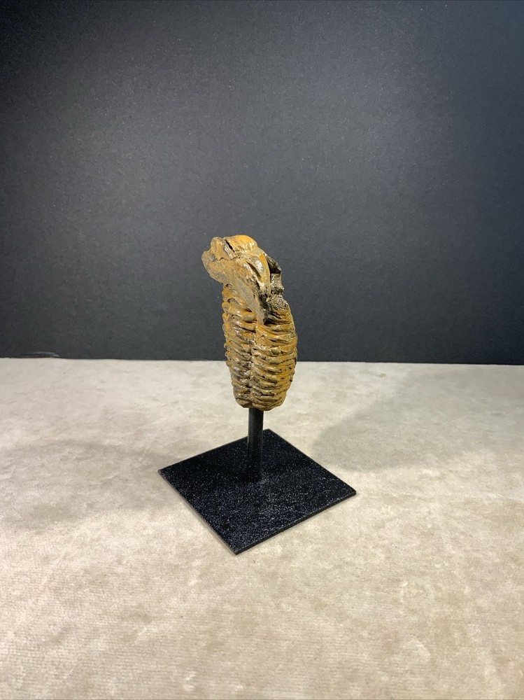 Trilobite Fossil on Stand