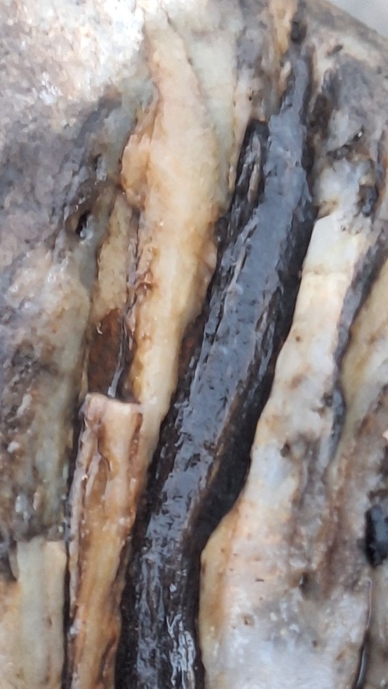 petrified wood log