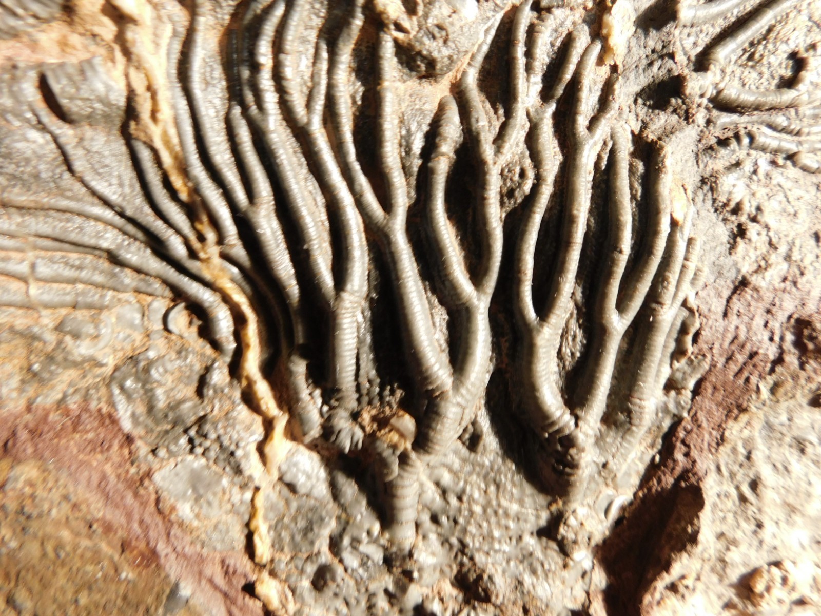 wOw! BIG! 430 Million Year Old! CRINOID Fossil or Sea LILY Fossil Morocco 1144gr
