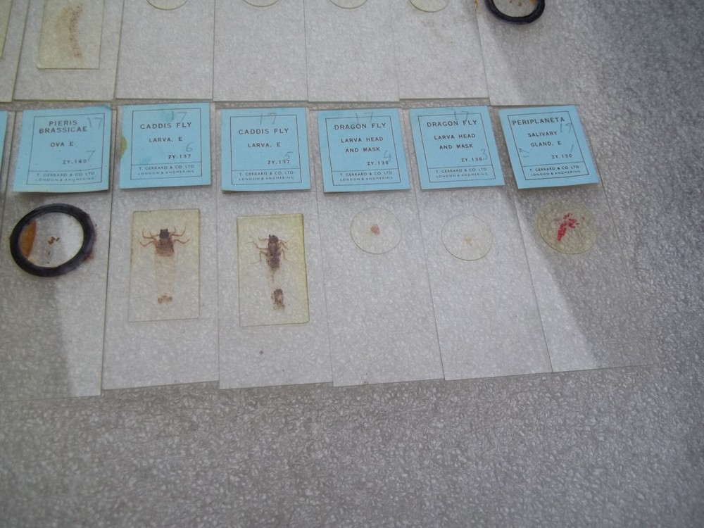 Vintage Glass Microscope Slides -