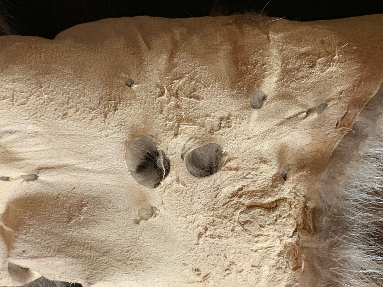 Raccoon Fur, Tanned Pelt, SD Quality, LG-XXXL Sizes, Crafts, Leather, Sewing