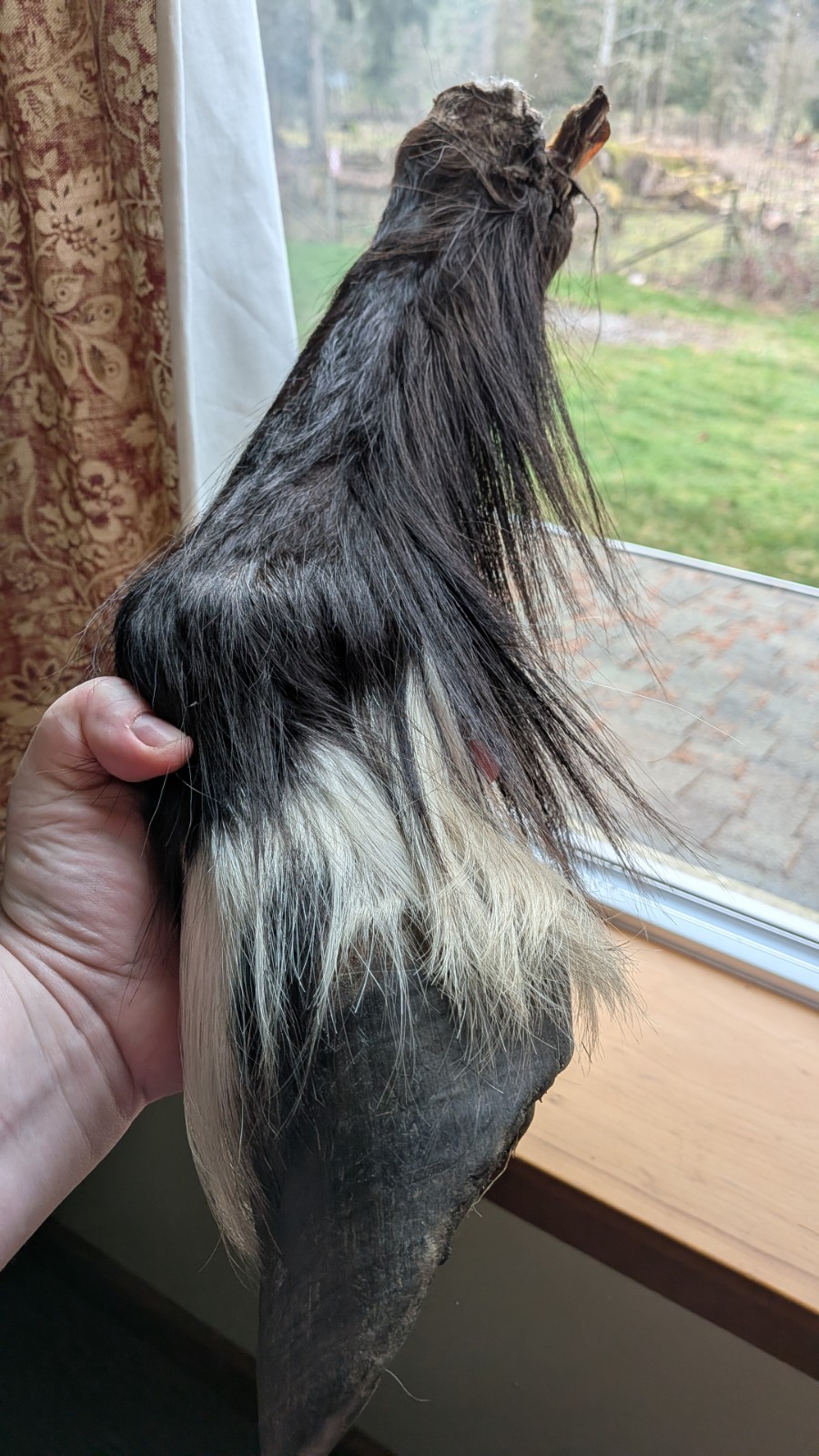 REAL PONY HOOF LEG Freezedried/ Fixed No Cut Bones. Ready To Bisect lamanitis