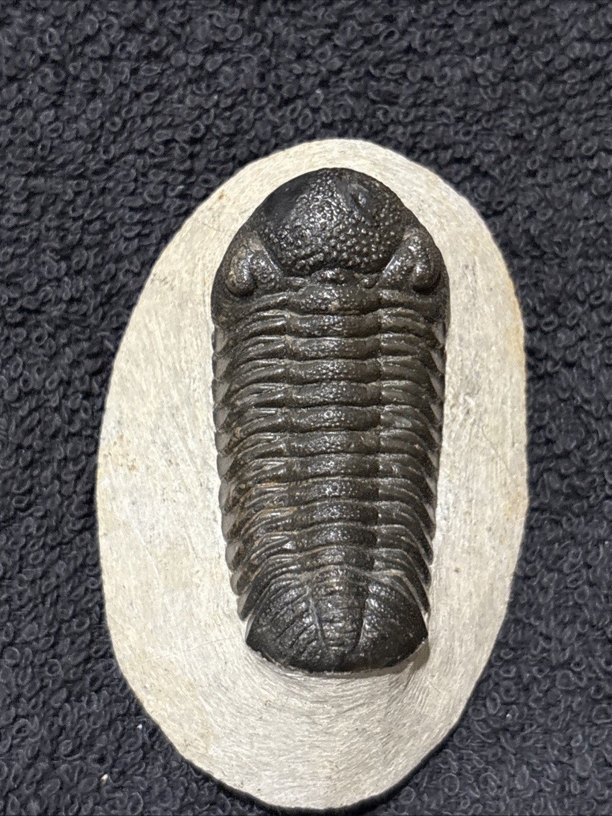 Nice Tight 2+ Inches  Phacops. Laid Out Beautifully. Resto On Nose