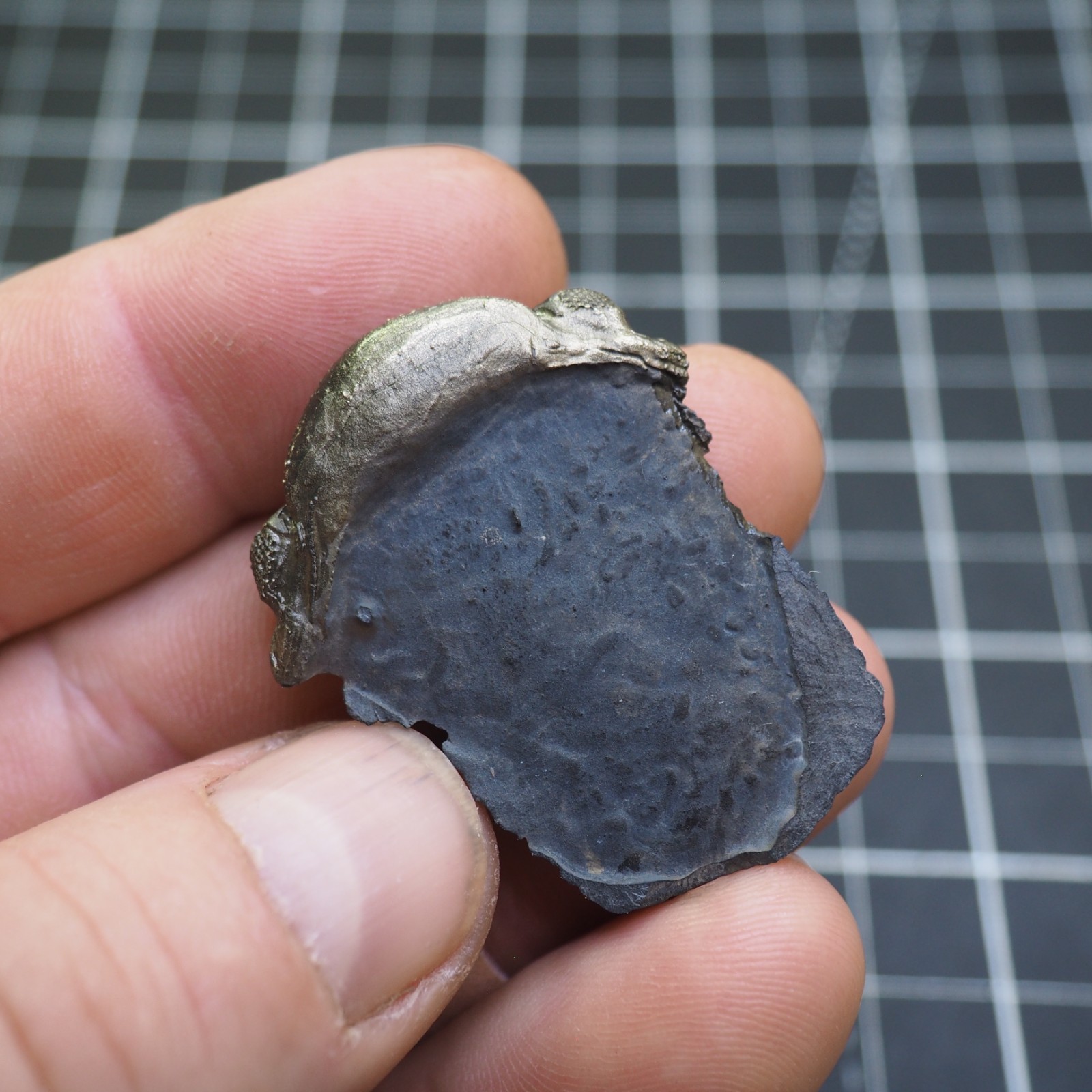 Chotecops ferdinandi Pyrite Trilobite Bundenbach Germany Fossil Devonian