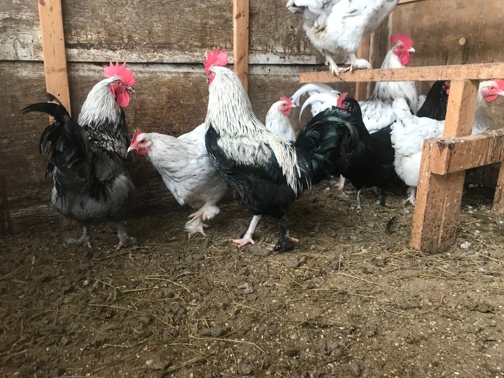 10++ Black Silver, Blue Silver, Splash - BBS Marans Hatching Eggs