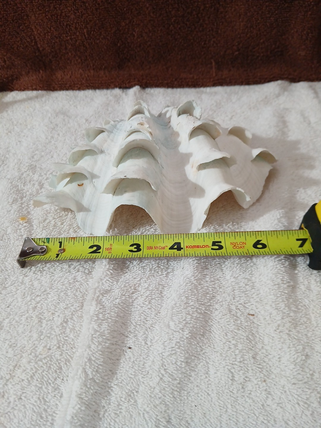 LARGE NATURAL REAL HALF CLAM SHELL