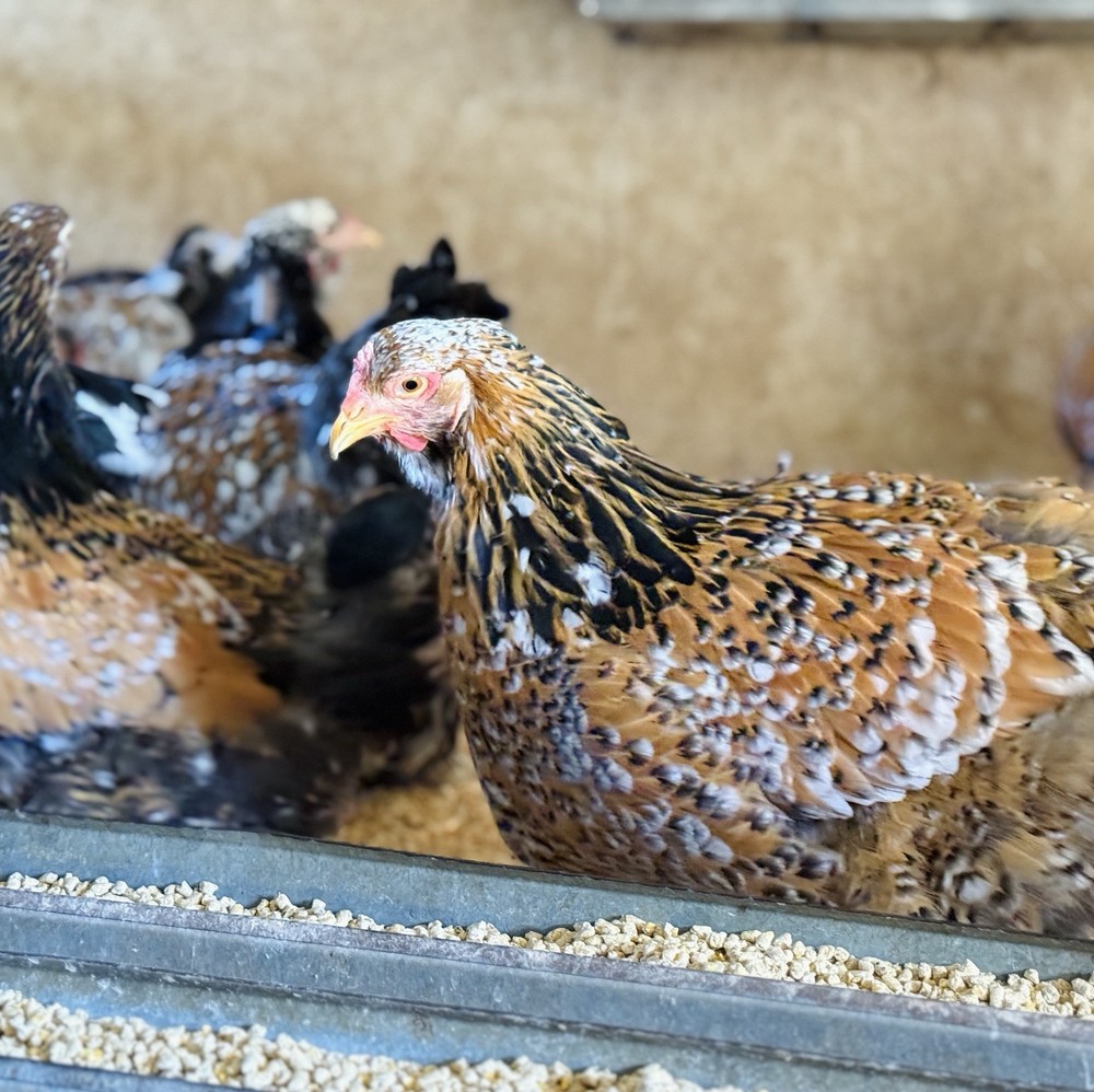 12++ Assorted RARE Color Brahma Hatching Eggs