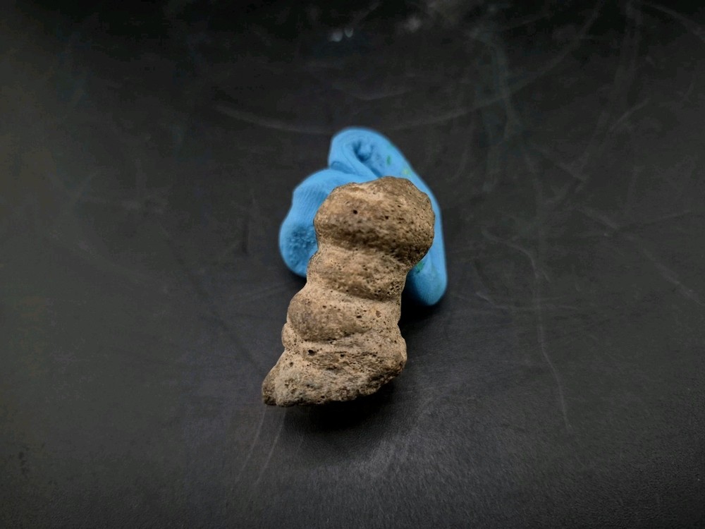 Claw Fossil Unknown Species