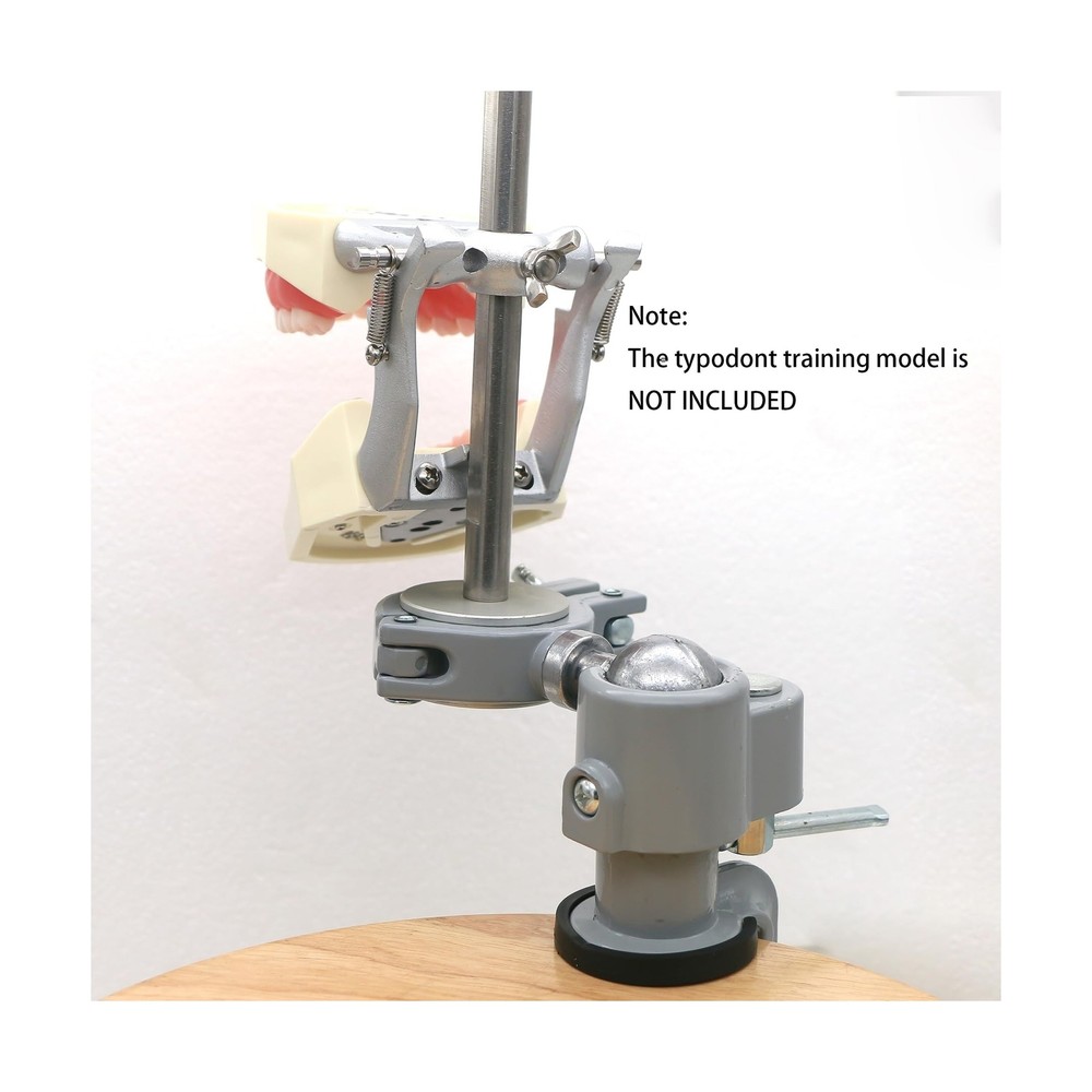 Typodont Teeth Model Teeth Model Training Mount Fixed on Desk Training Maniki...