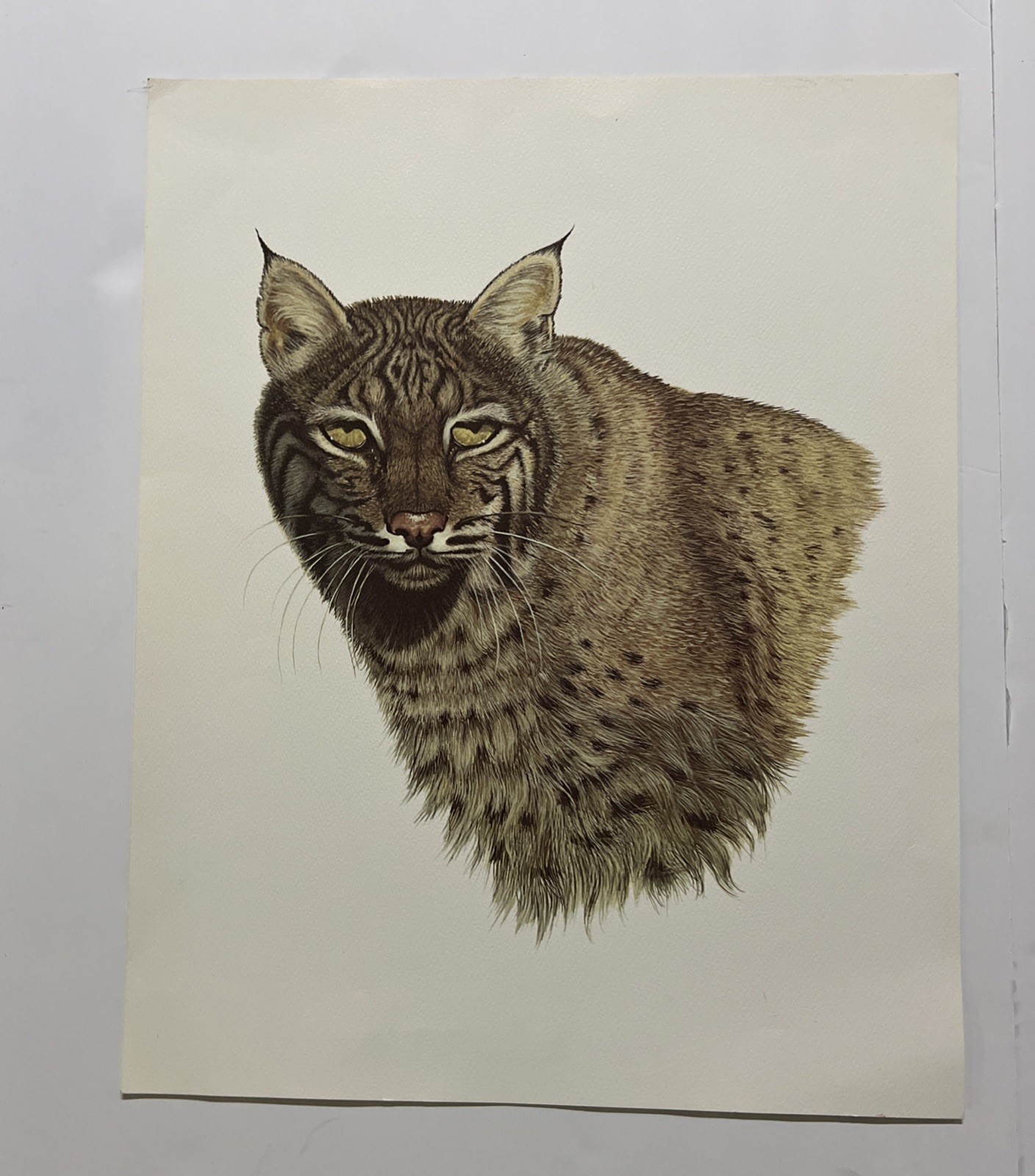 Vintage Lynx Bobcat / Cougar Mountain Lion Art Prints 16 X 20” Unframed Lot Of 2