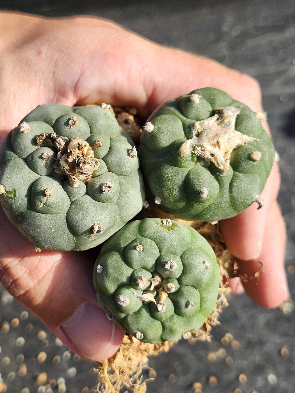 ONE(1) RARE Cactus sp koehresii, seed grown in 2.60" pot, large root