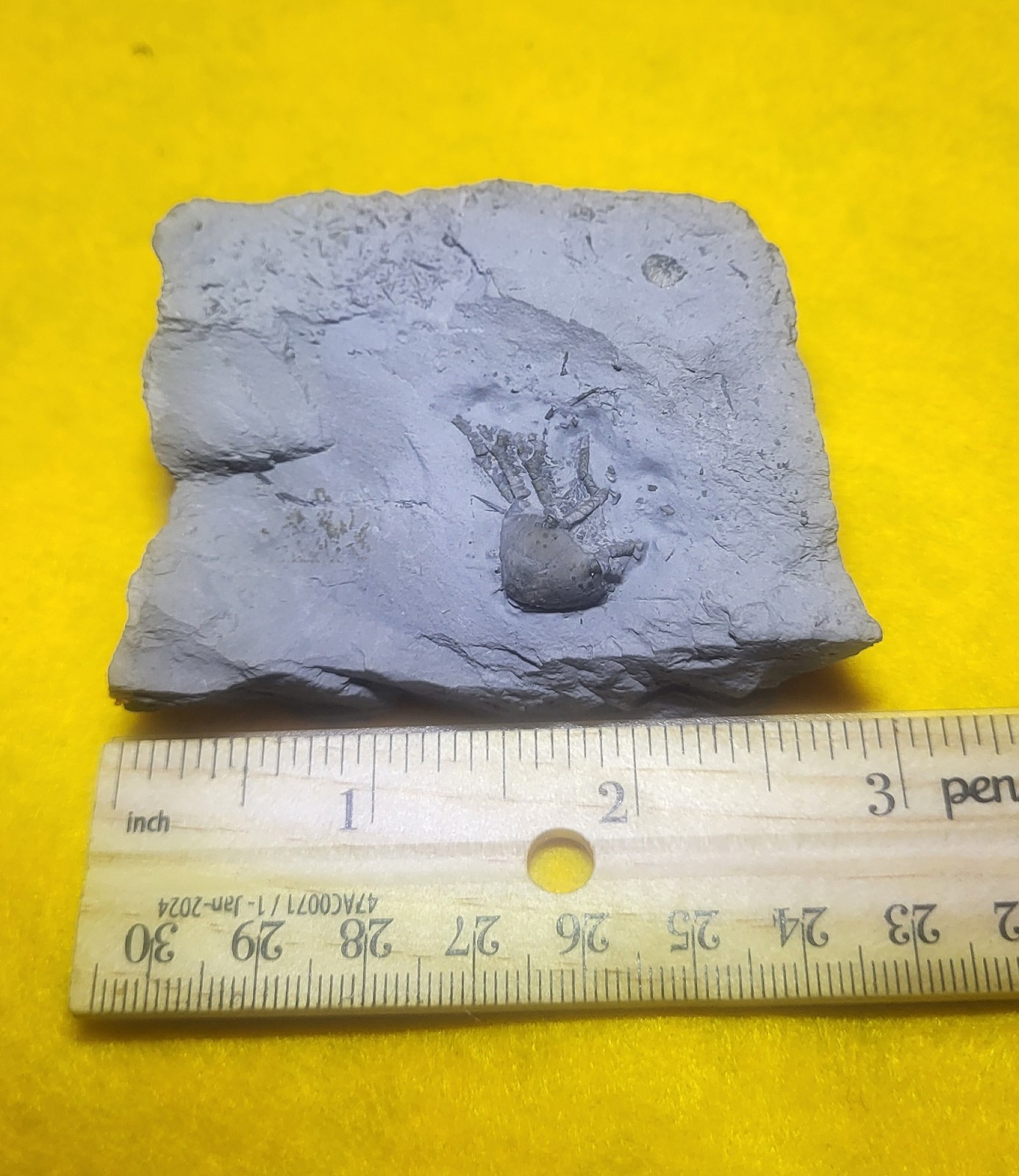 Rare Arthroacantha carpenteri Fossil Crinoid Silica Shale Devonian Sylvania OH