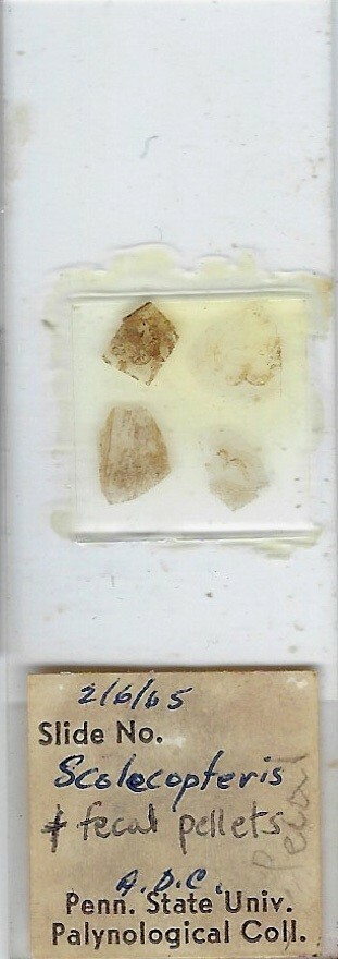 Scolecopteris (Coal Fossil) Microscope Slide