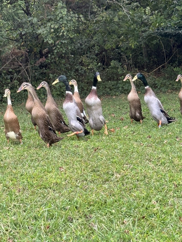 6++ Grey (Mallard) Indian Runner Duck Hatching Eggs