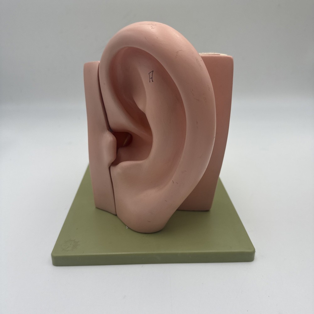 Somso DS5 Ear Anatomical Model - Hearing Inner Ear