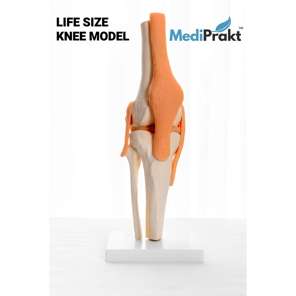 MediPrakt | JOINT MODEL COMBO - 3 | Shoulder Knee & Mini Spine