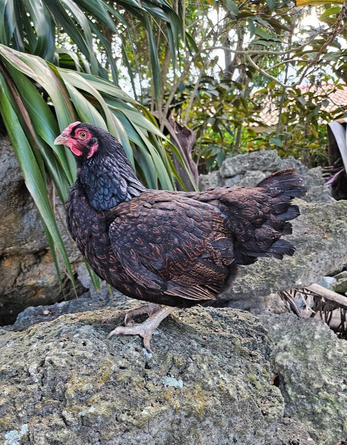6 Purebred Dark Cornish Hatching Eggs - Half Dozen Shipped in Foam!