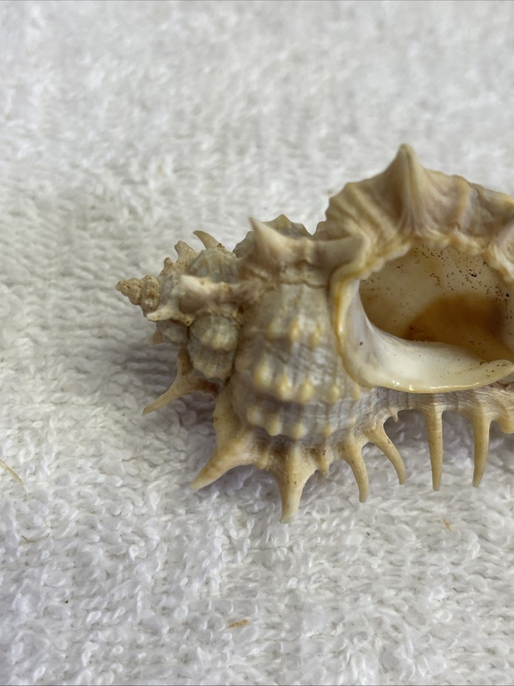 Unique Sea Shell with Spines 3" Long for crafts / display