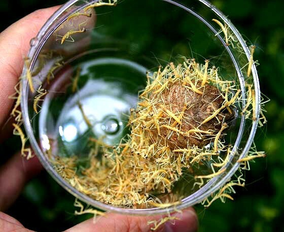 Two Freshly Harvested Carolina Praying Mantis Eggs 2 Fresh Picked 2026 season.