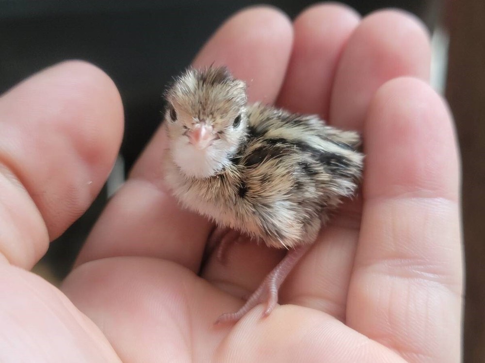 12 Fertile Coturnix Quail Hatching Eggs